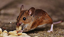 24 Hour & Emergency Exterminators in Lady Lake, FL